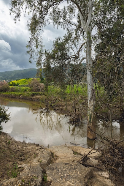 Foto aussicht auf einen eukalyptus am fluss kishon in israel