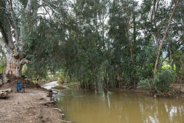 Foto aussicht auf einen eukalyptus am fluss kishon in israel