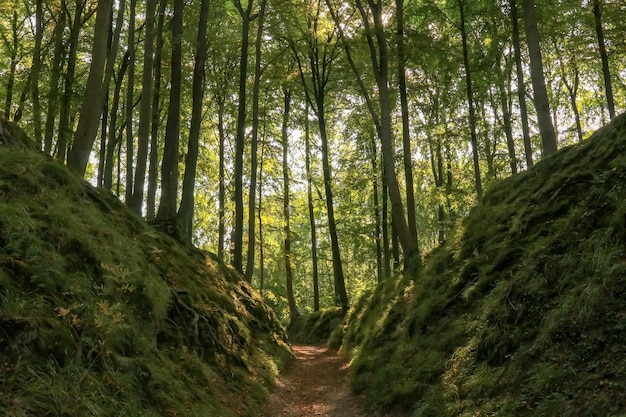 Aussicht auf einen Fußweg im Wald