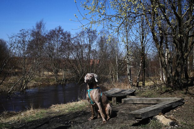 Foto aussicht auf einen hund auf dem see