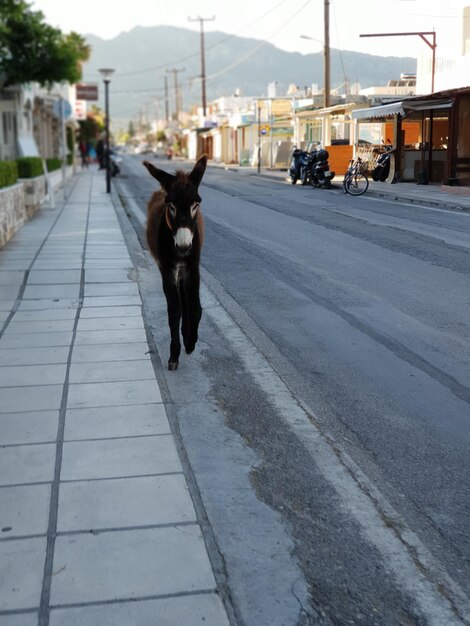 Aussicht auf einen Hund auf der Straße