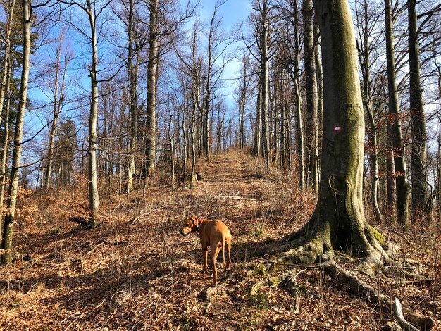 Foto aussicht auf einen hund im wald