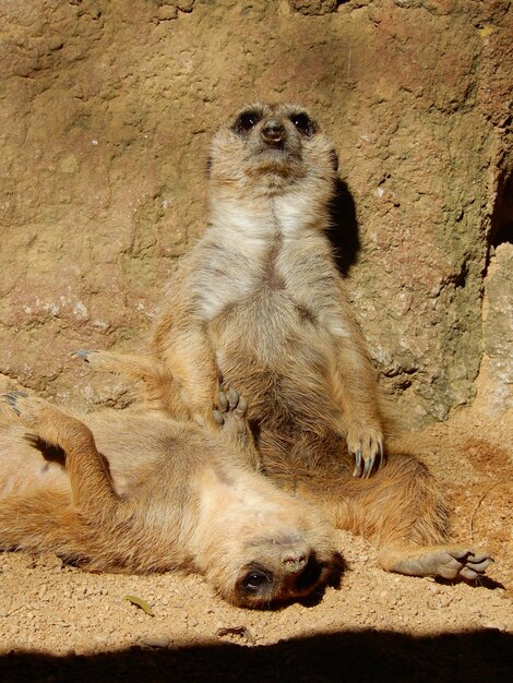 Foto aussicht auf einen meerkat, der gegen einen felsen im fuengirola zoo in andalusien, spanien, sitzt