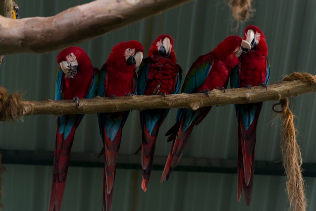 Foto aussicht auf einen papagei, der im käfig sitzt