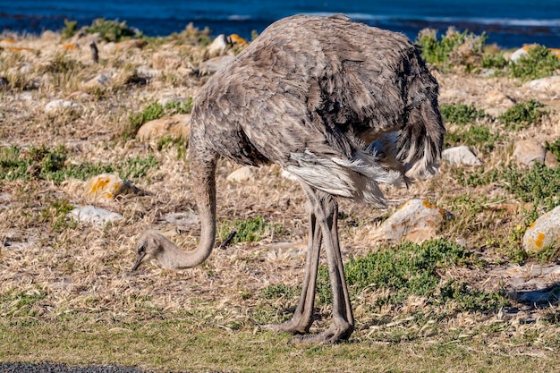 Foto aussicht auf einen strauß in der wildnis cape peninsula national park reserve cape town südafrika