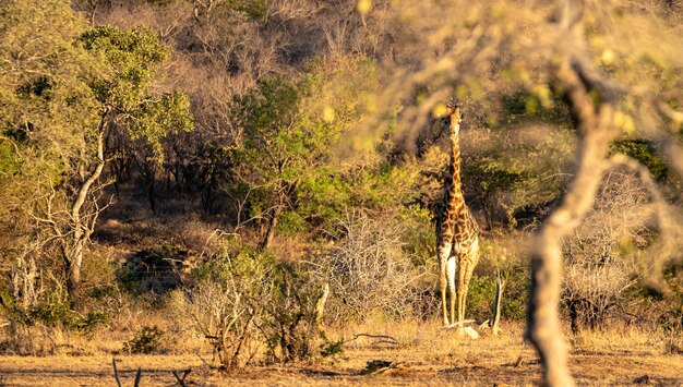 Foto aussicht auf einen wald mit giraffe