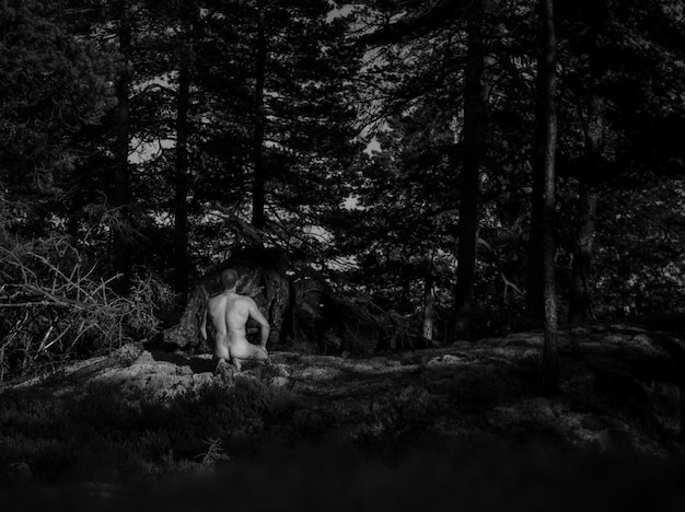 Foto aussicht auf einen wald