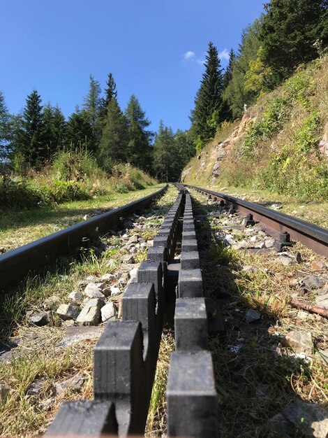 Foto aussicht auf eisenbahnschienen entlang der bäume