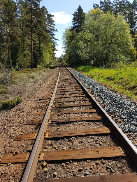 Foto aussicht auf eisenbahnschienen entlang der bäume