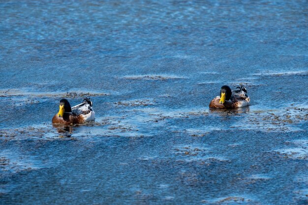 Foto aussicht auf enten, die im see schwimmen.