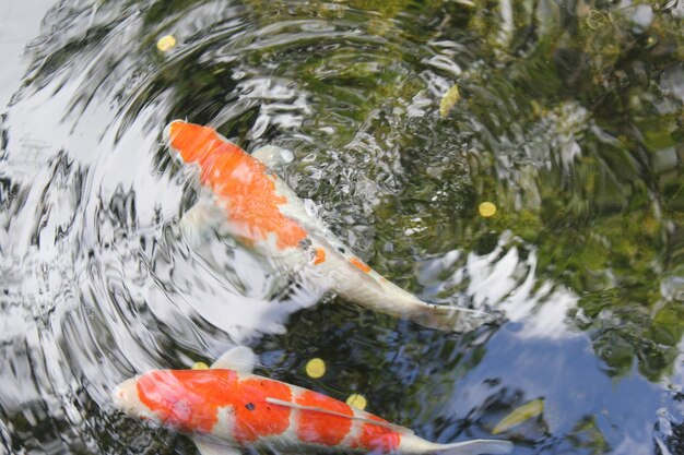 Foto aussicht auf fische, die im meer schwimmen