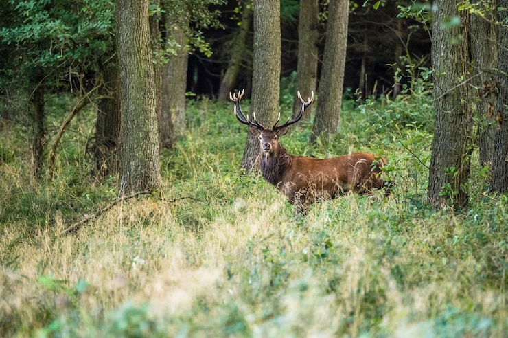 Foto aussicht auf hirsche im wald