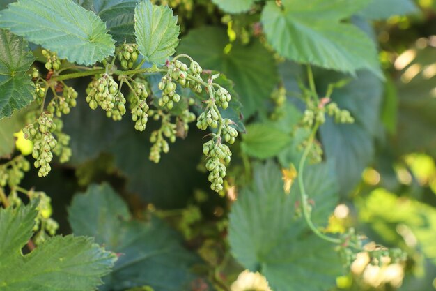 Foto aussicht auf hopfenknospen und blätter auf einem weinbaum