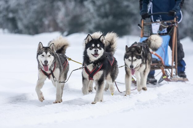 Aussicht auf Hunde im Schnee