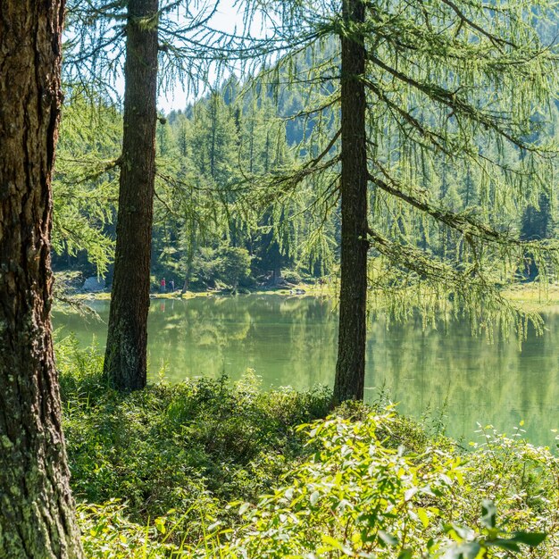 Aussicht auf Kiefern im Wald