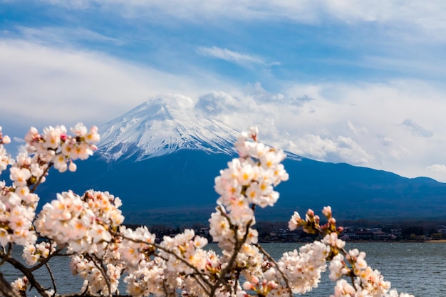 Aussicht auf Kirschblüten gegen den Himmel