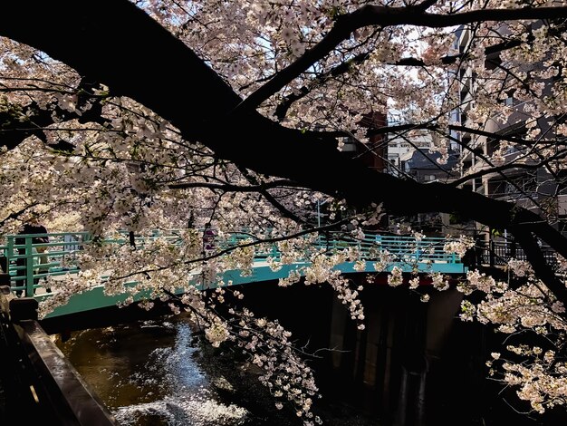 Foto aussicht auf kirschblüten vom kanal aus