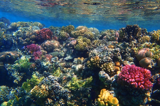 Foto aussicht auf korallen im meer