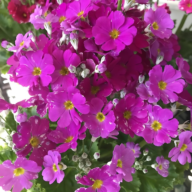 Aussicht auf natürliche Schönheit, Farbe, Blumen und Pflanzen in der Gartenstadt Japans