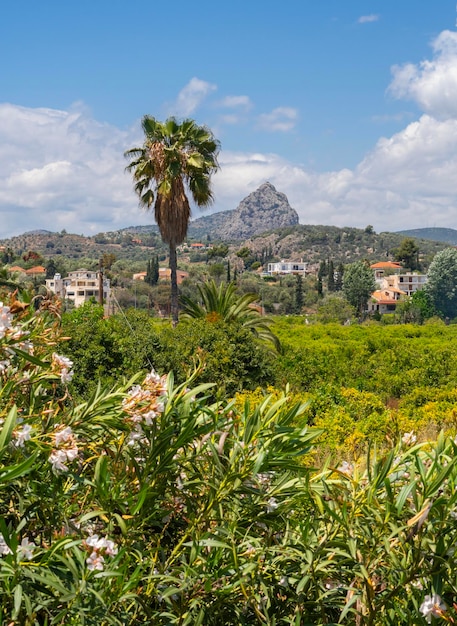 Aussicht auf Orangenplantagen im Peloponnes in Griechenland