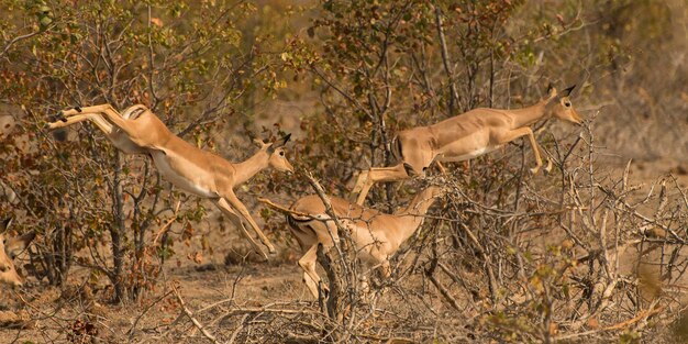 Aussicht auf Springbok, der auf einem Feld im Kruger Park in Südafrika springt