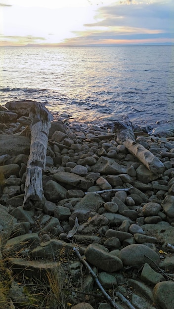 Foto aussicht auf treibholz am strand