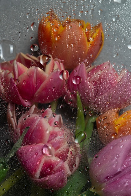 Aussicht auf Tulpenblumen hinter kondensiertem Glas