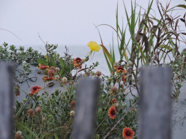 Foto aussicht auf wachsende blumen