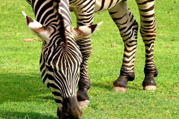 Foto aussicht auf zebras im zoo