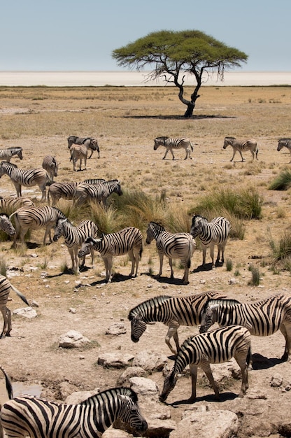Aussicht auf Zebras und Bäume in der Nähe der Etosha-Salzpanne