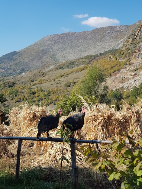 Foto aussicht auf zwei vögel auf dem berg