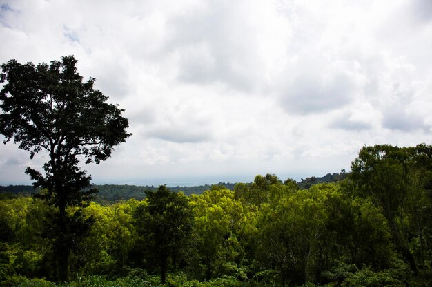 Aussichtspunkt und Landschaftsdschungel auf Phu Foi Lom im Pa Phan Don National Forest Reserve für Thailänder und ausländische Reisende besuchen die Stadt Nong Saeng in Udon Thani Thailand