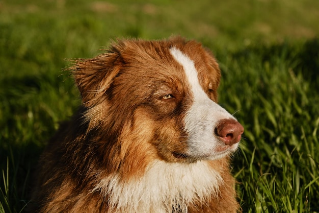 Aussie brown es un cachorro esponjoso muy serio a pie Retrato de pastor australiano en el parque al atardecer La luz del sol ilumina la cara de los perros