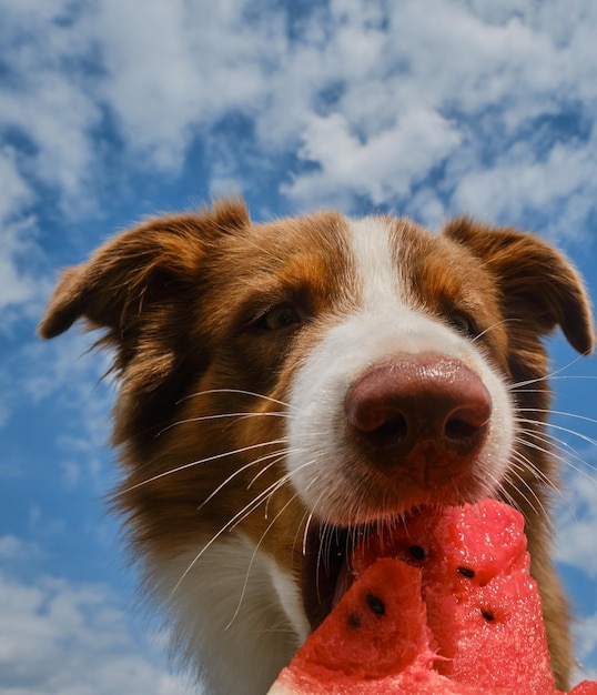 Aussie disfruta comiendo fruta en un día cálido Perro sobre fondo de cielo azul con nubes