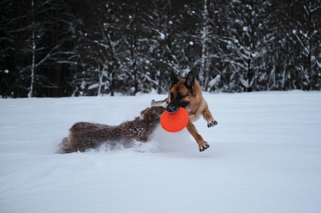 Aussie red tricolor Sport mit Hunden Deutscher Schäferhund läuft durch Schnee gegen Winterwald mit fliegender Untertasse in den Zähnen und Australian Shepherd Welpe versucht ebenfalls, aufzuholen