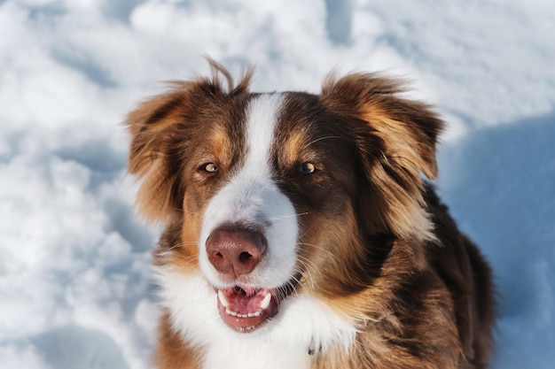 Aussie sitzt im Schnee und schaut auf