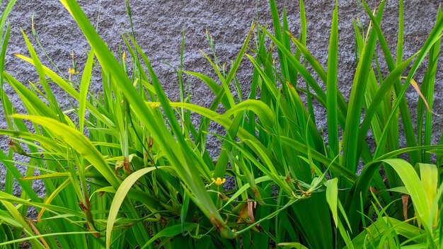 Ausstellungspflanze Neomarica longifolia, eine Pflanze aus der Familie der Iridaceae