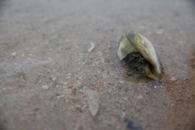 Foto austern am strand