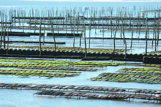 Austernfarm in der Bucht von Arcachon, Frankreich