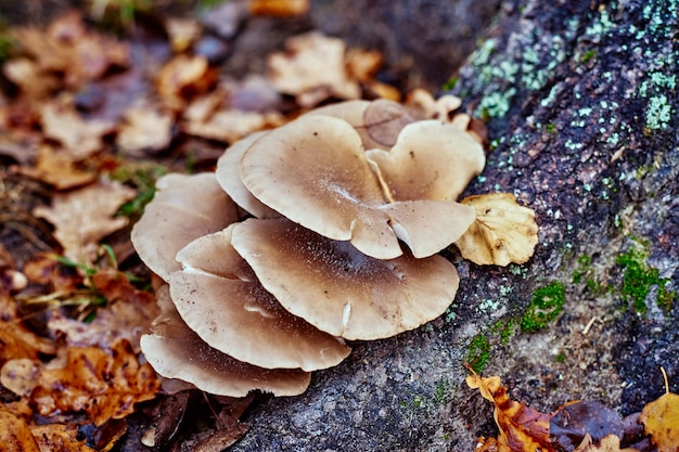 Austernpilz am Baum im Herbst