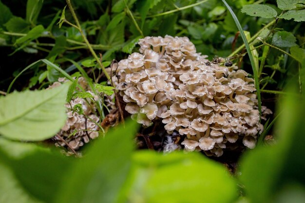 Austernpilze im Sommerwald Ein willkommener Fund für den Pilzsammler Wertvolle und köstliche kulinarische Zutat