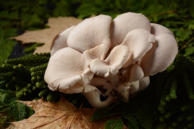 Austernpilze oder Pleurotus ostreatus als leicht zu züchtender Pilz. Herbstkomposition