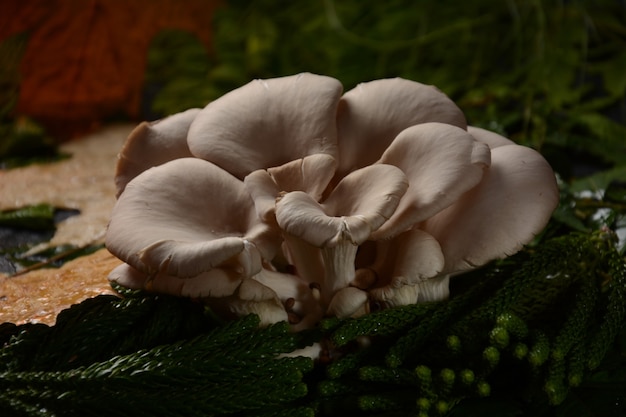 Austernpilze oder Pleurotus ostreatus als leicht zu züchtender Pilz. Herbstkomposition