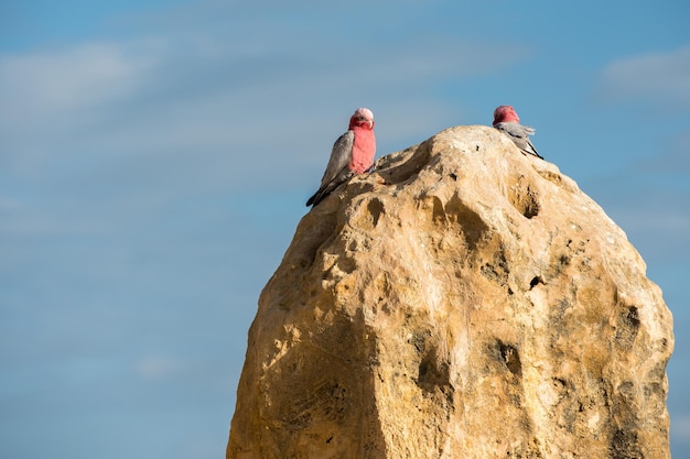 Australia cacatua galahs cerrar retrato