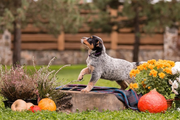 Australian Cattle Dog Welpen im Freien. Hunderasse Blue Heeler. Welpen auf dem Hinterhof