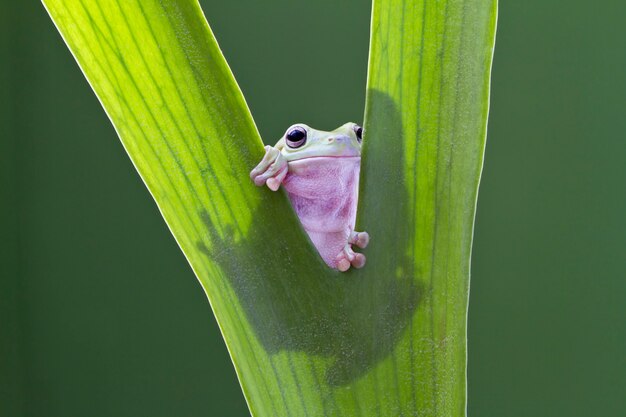 Australian Green Tree Frog na folha