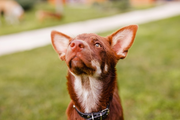 Australian Kelpie Welpe draußen im Hof auf dem grünen Rasen