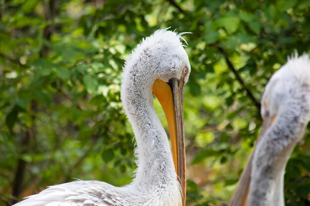 Australian Pelican