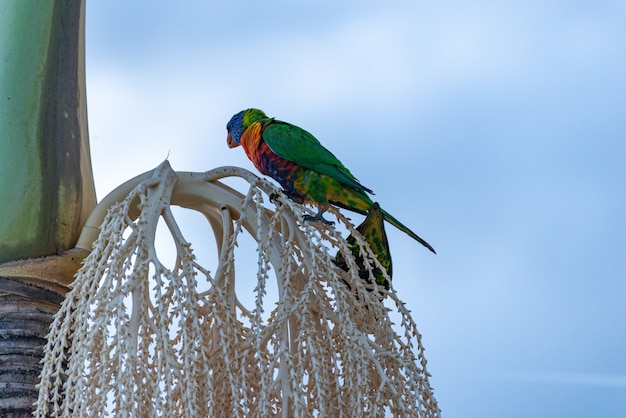 Australian Rainbow Lorikeet sitzt auf einer Palme. Tierkonzept.liste