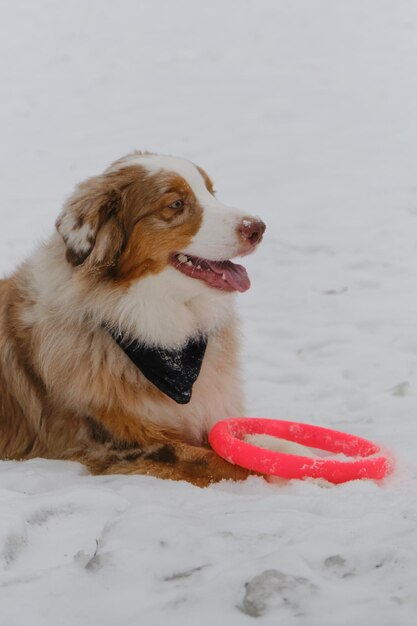 Australian shepherd red merle se diverte ao ar livre no parque da cidade no inverno nevado